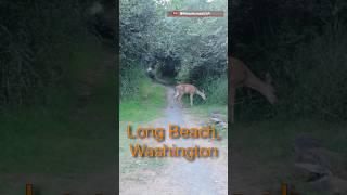 Long Beach Washington #shorts