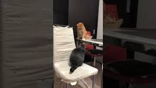 gatitos listos para una pelea