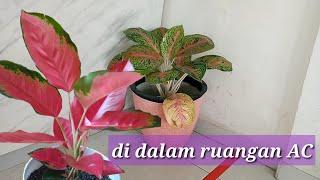 aglonema di dalam ruangan AC eyjul isnan