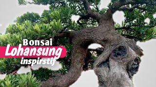 Rekomendasi Bonsai LOHANSUNG  3 — || Pam-nas Pekalongan