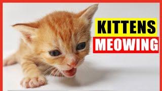 Kittens Meowing. High Quality Kitten Meowing Sounds to Find Your Cat. Cute Kittens Meowing Loudly