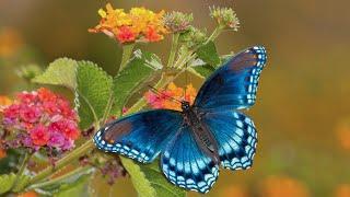 Peaceful Relaxing Instrumental Music, Meditation Calm Music, "Butterfly Garden" By Tim Janis