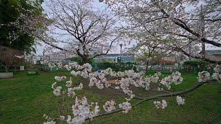 Blooming cherry walk at Tokyo Kodaira・4K HDR