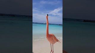 Flamingo Beach on Renaissance Island || ViralHog