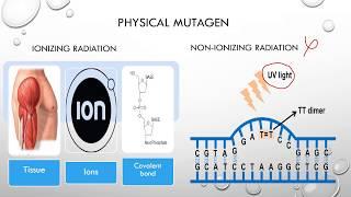 Types of Mutagens-Phycial, Chemical (Base analog-5-bromo uracil) & Biological