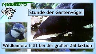 Stunde der Gartenvögel: Wildkamera hilft bei der großen Zählaktion - Welche Vogelarten habe ich?