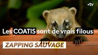 Les coatis sont de vrais filous - ZAPPING SAUVAGE