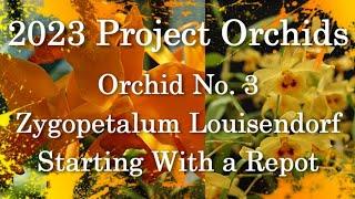 2023 Project Orchids - Zygopetalum Louisendorf
