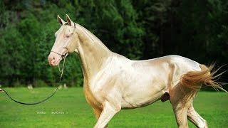 Akhalteke perlino stallion Anzhi-Khan 2014 y.b.