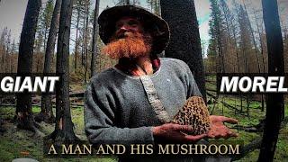 Giant Wild Mushrooms! Harvesting and Drying Morels