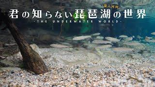 【水中映像】琵琶湖の川に生きる魚 4K／The Underwater World