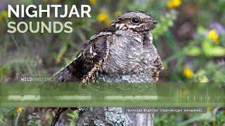 Eurasian Nightjar Call & Sounds