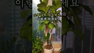 고무나무 가지치기 방법