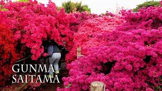 【Azalea and  Wisteria blossoms】800 year-old Azalea tree ,1,200 year-old Wisteria tree.#つつじが岡公園 #牛島の藤