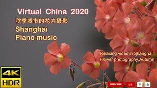 4k,上海,Shanghai,秋季城市的花卉摄影,Garden in the city,Flower photography,Autumn,Virtual China 2020