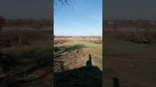 Ореховый сад с уплотняющими культурами 01