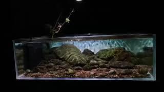 Biotope aquarium tank  with ZETLIGHT ufo f8 pro LED light