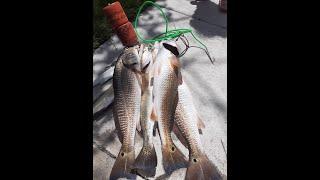 ALMOST GOT TWO SOLID LIMITS-FISHBANDITSQUAD-CORPUS FISHING-PHILLIP'S TACKLE CO-(EPIC SERIES)