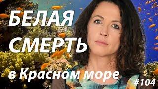 Белая смерть в Красном море: почему выцветают кораллы