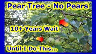 10+ Years Old Pear Tree - NO PEARS - UNTIL I DO THIS .... How To Force Fruit Production On Trees?