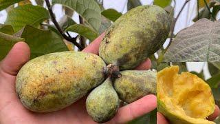 Will Pawpaw Ripen Off the Tree? Wild vs Cultivar Taste Test