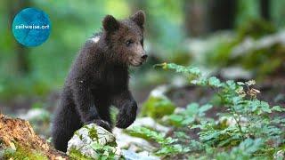 BÄREN fotografieren - Zeitweise Naturfotografie