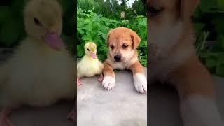 Puppy & Duck Friendship  #shorts