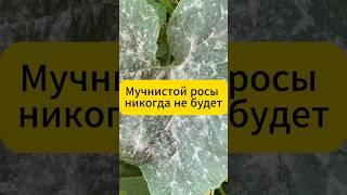 Мучнистой росы никогда не будет #дача #огород #сад #лайфхак #огурцы #подкормка #мучнистаяроса