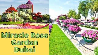 Glimpse of Miracle Rose Garden  (DUBAI -2022) | Swaroopa Diaries