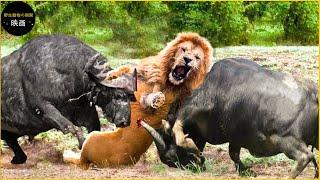 勇敢なバッファローがお腹を空かせたライオンと戦う 30 の瞬間 | アニマル