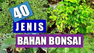 MENGENAL 40 JENIS BAHAN BONSAI, PEMULA WAJIB NONTON