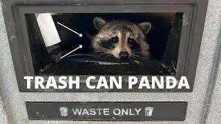 The Perfect Home For A Trash Panda | Emergency Raccoon Rescue Call