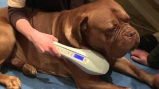 ROSIN Tiergesundheit - Lasertherapie