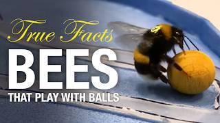 True Facts: How Smart Is The Bee?