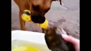 Немецкий боксер и черепаха.  Boxer dog and turtle.