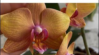 How My Orchids Bloom in a Closed Containment System 