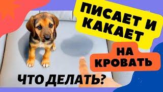 Что делать? Моя собака писает и какает на кровать!