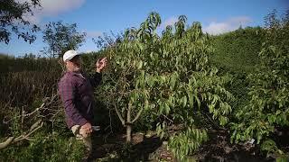 How To Prune Your Peach Trees Before Your Winter Prune