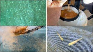 My Koi Breeding Project - Part 36 - Update on Kujaku fry, Goshiki eggs and hatching brine shrimp