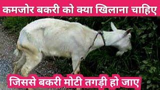 इस तरीका कमजोर बकरी को खिलाओ बकरी टना टन हो जाएगी #feed #weakgoat #goat #goatfarm @vnsgoatfarm