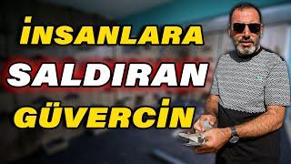 Parmak İziyle Girilen 500.000 TL'lik Güvercin Oteli! - Mehmet Olcar Güvercin Kümesi ve Kuş Uçumu