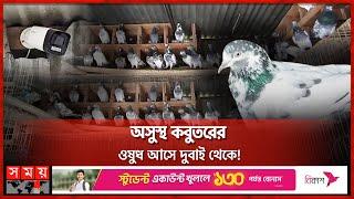 এক জোড়া কবুতরের দাম দুই লাখ টাকা! | Pigeon Price | Faridpur | Pigeon Business | Farm | Pigeon Lover