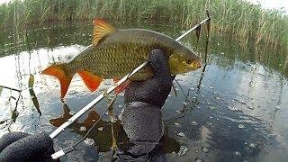 Polowanie na duże wzdręgi / Spearfishing big rudd