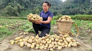 90 Days, Single Girl for 25 years old: Build a farm - Harvest Cauliflower, Onions, Potatoes to sell