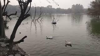Quack Quack Ducks Swimming #duck and #lake #hauz khas village  #water #ducks #waterbody