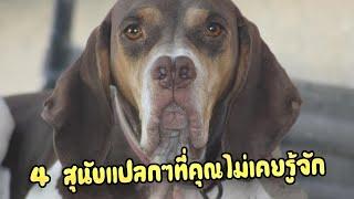 4 สุนัขสายพันธุ์แปลกๆ ที่คุณอาจไม่เคยรู้จัก