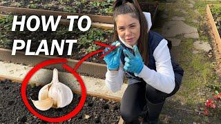 How to plant garlic using green manure (mustard plant fertilizer)