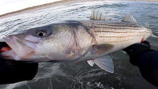 BIG STRIPED BASS - Surf Fishing the FULL LOONY ECLIPSE for Pre Season Striper