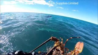 Freediving for Crayfish, Kaikoura, GoPro HD 1080 60fps