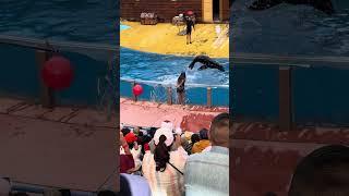 Girl Slips and Falls After Seal Splashes Water at Her - 1499546